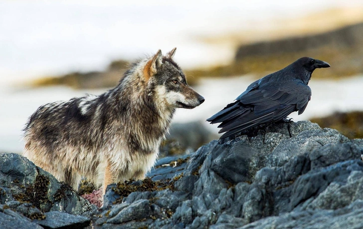Бог послал кусочек мяса. Как вороны узнают, что где-то рядом волки настигли добычу и собираются пировать? Бог послал кусочек мяса. Как вороны узнают, что где-то рядом волки настигли добычу и собираются пировать?