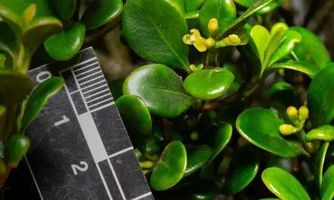 Новый вид дерева Clusia nanophylla нашли в Панаме спустя 25 лет после открытия — и сразу признали исчезающим Новый вид дерева Clusia nanophylla нашли в Панаме спустя 25 лет после открытия — и сразу признали исчезающим