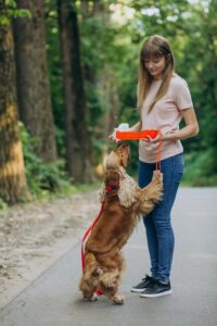 Как отучить собаку лаять на прохожих на прогулке